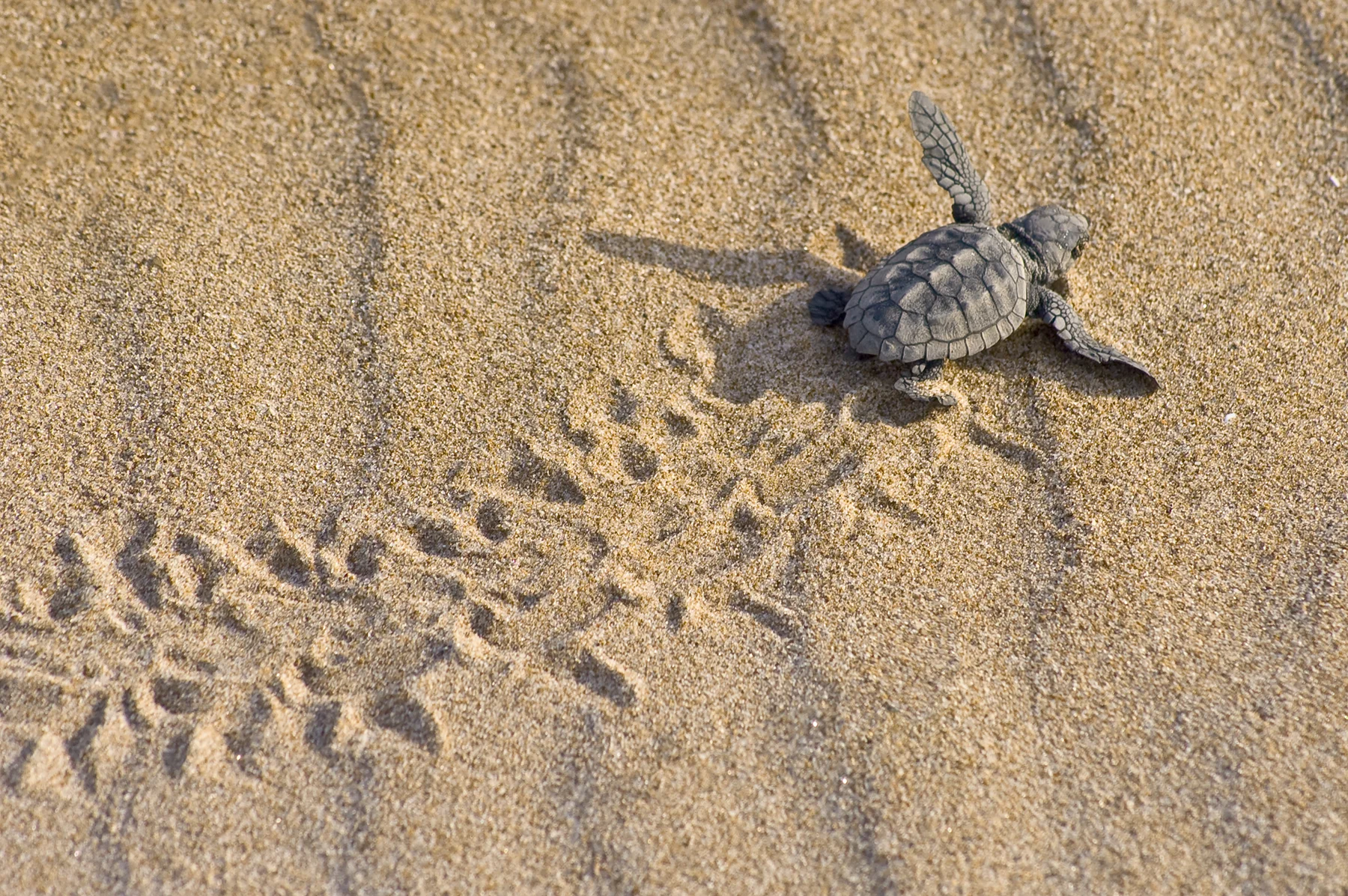 alagadi turtle beach caretta caretta